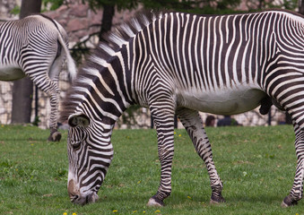 Imperial zebra on the field
