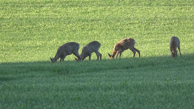 Roe deer group on spring wheat field in morning sunlight
