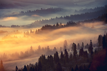 Misty mountain forest landscape in the morning, Poland