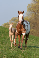 Paint horse mare running with sweet foal