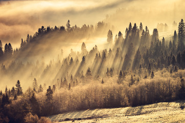 Mglisty górski las, krajobraz o poranku, Polska
