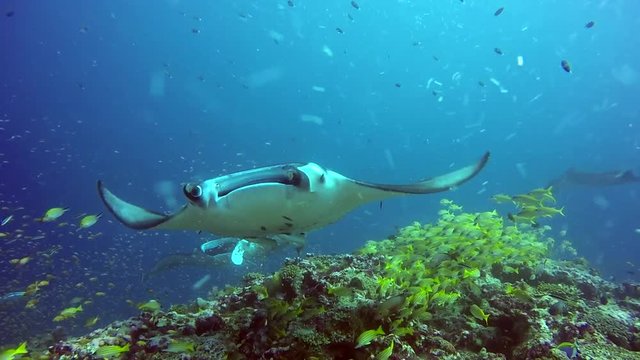 Group Manta ray relax underwater in striped snapper school fish in ocean. Sea dweller in search of food. Stingray feeds on mollusks and small fish. Diving in marine life. Unique background.