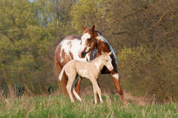 Portrait of nice paint horses