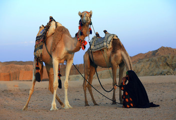 wielbłąd na Saharze - obrazy, fototapety, plakaty