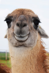Fototapeta premium Lama smile