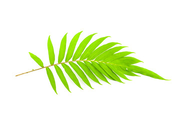 Fresh fern leaves isolated on white background.