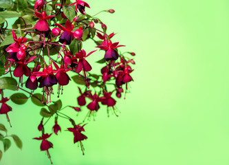 blooming hanging branch in shades of dark red fuchsia on green background, Huets Kwarts, copy space