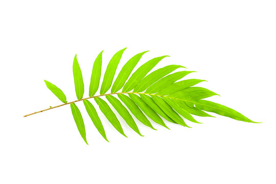 Fresh fern leaves isolated on white background.