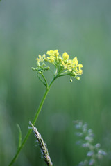 Wild yellow flowers.