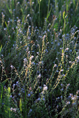 Grass with flowers. Summer background.