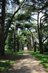 Tree lined avenue in the park