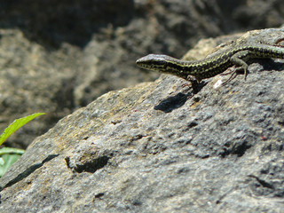 Lagartija en una roca