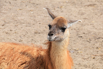 Lama in the yard