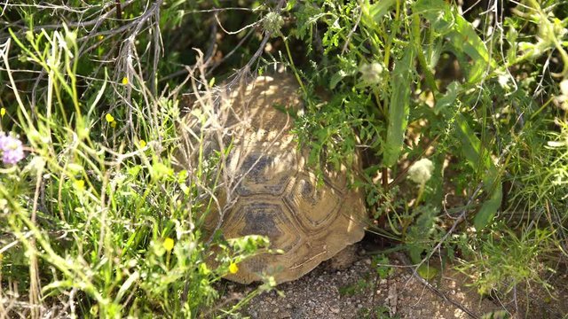 Wild Desert Tortoise Burrow Gopherus Agassizii Mojave California