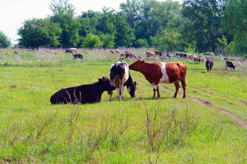 Cows graze in the meadow near the forest