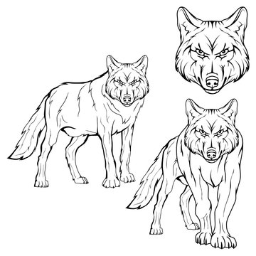 Wolf set. Vector sketch of a wolf. Business sign logotype wolf face. Sketch of a tattoo wolf. Forest predatory beast dangerous wolf