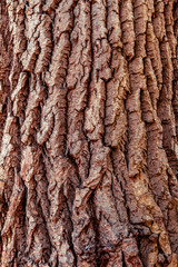 Obraz premium Relief texture of the old big tree