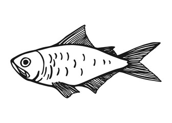 a fish. Vector vintage sketch