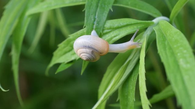 Snail in shell creeps on the green lush green leaves of goldenrod plant, close-up view, macro shot