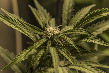 Bloom of Bubba kush variety of marijuana