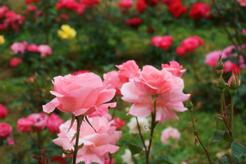 roses in the garden