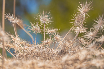 Obraz premium Dry plant with many small needles. Plant Wallpaper for background. A dried flower is on the sea coast in Mediterranean