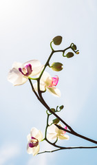 Branch of a blooming white orchid against a clear blue sky