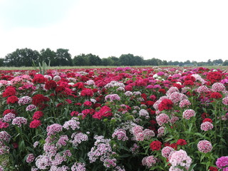 Blumenfeld am Niederrhein bei Tönisvorst