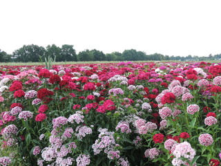Blumenfeld am Niederrhein bei Tönisvorst