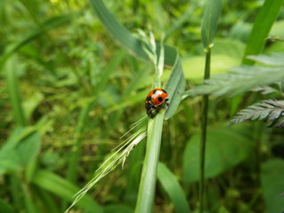 ナナホシテントウ ladybug