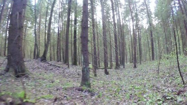 Spring forest with a windbreak