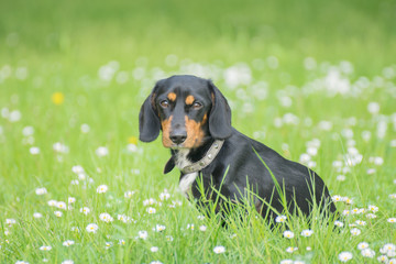 Dachshund on the grass