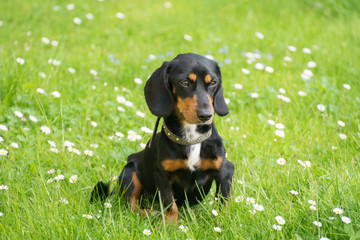 Dachshund on the grass