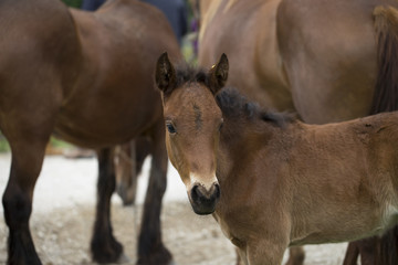 Naklejka premium Foal