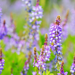The blue spring flowers in the garden