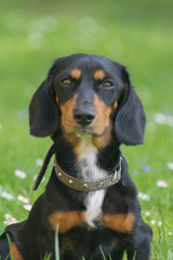 Dachshund on the grass