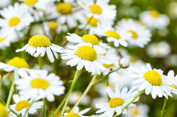 Summer field with daisies and cornflower