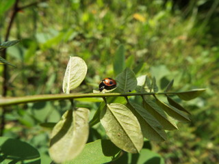 ナナホシテントウ ladybug