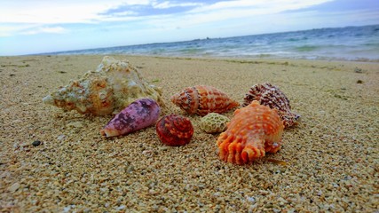  Vietnamese beach with beautiful sea shells - obrazy, fototapety, plakaty