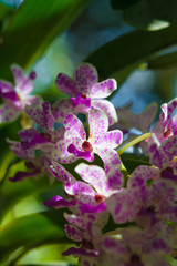 Fototapeta premium White purple spotted wild orchid Rhynchostylis gigantea (Lindl.) Ridl.