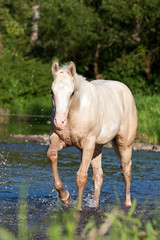 Nice paint horse in a river