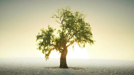 A tree growing time lapse animation under the rising sun