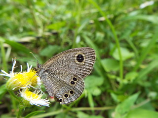 ヒメウラナミジャノメ argus rings
