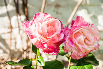 Two pink hybrid roses