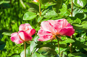 Two pink hybrid roses