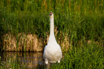 Swan before sunset cleaning his feathers.