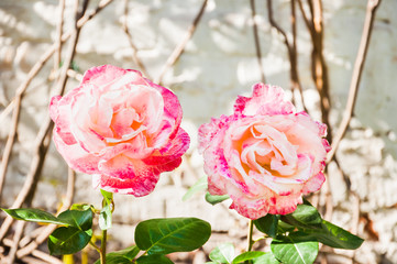 Two pink hybrid roses