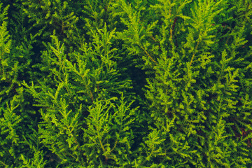 Textura de hojas de conífera verdes 