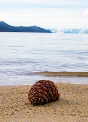 Pine cone at Tahoe