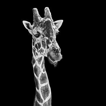 close up  of a Giraffe
